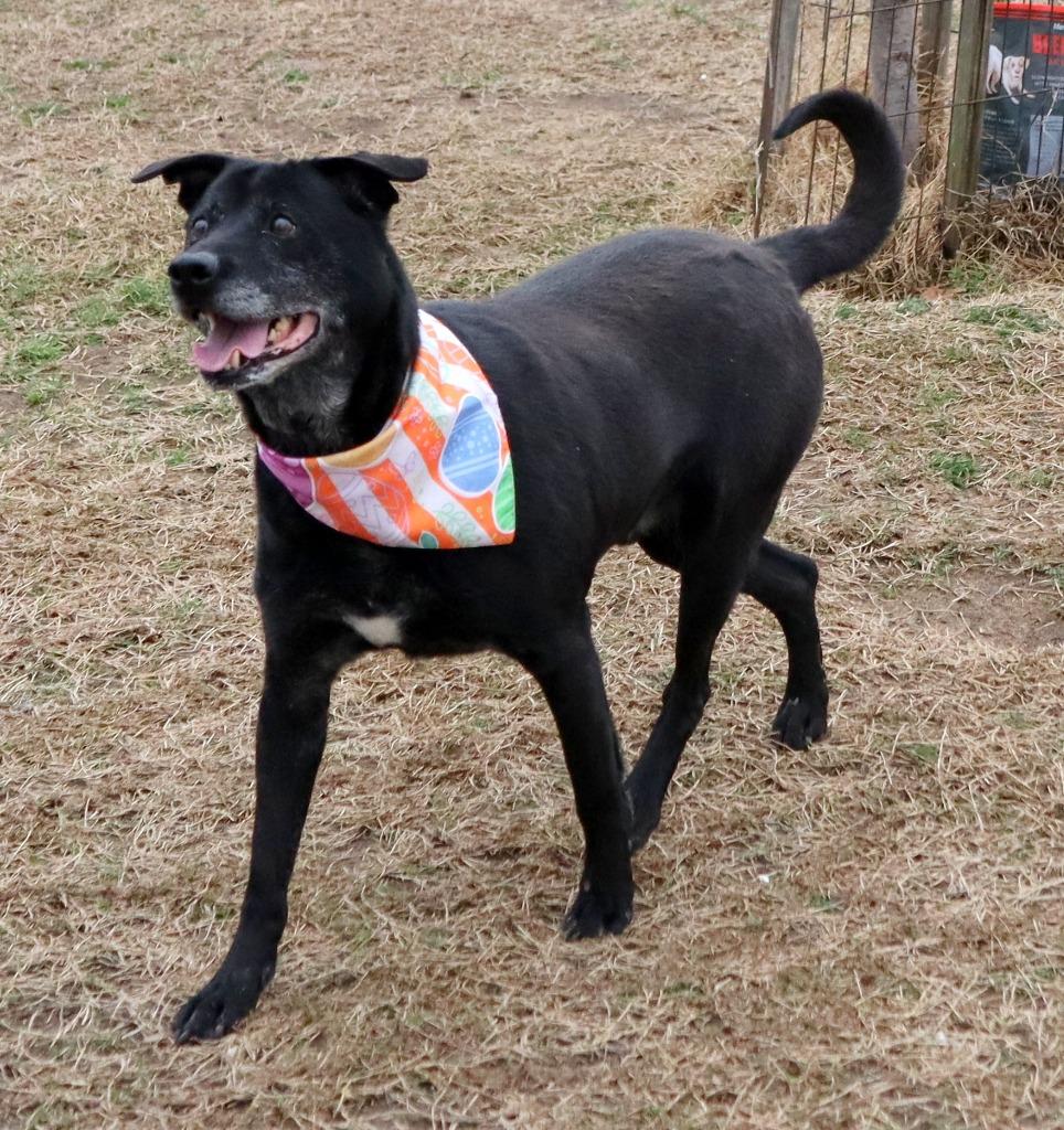 Tito, Adoptable, Adult Male Mixed Breed.