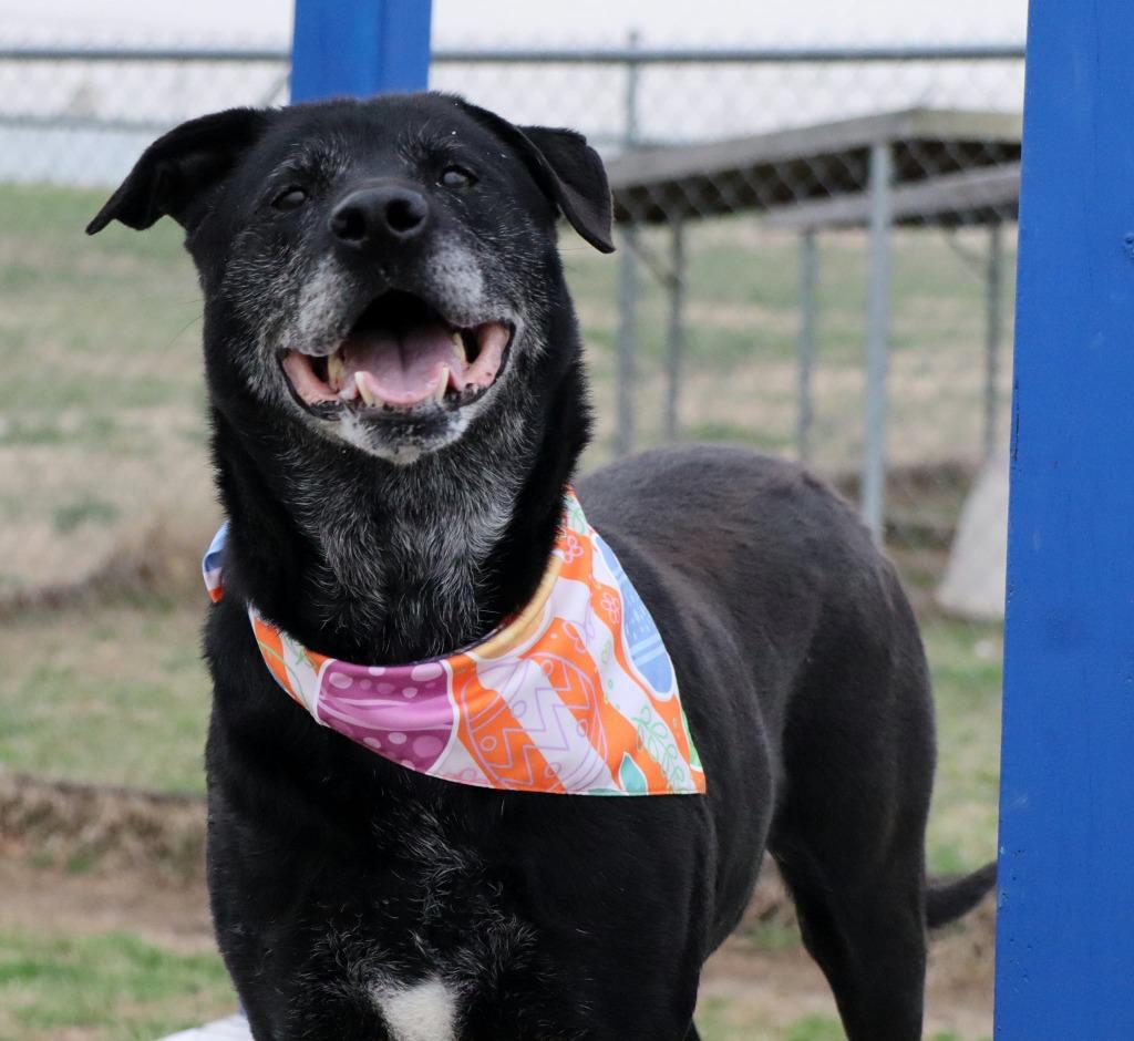 Enlarge Tito, a Adoptable Mixed Breed in Jonesboro, AR image 3/3