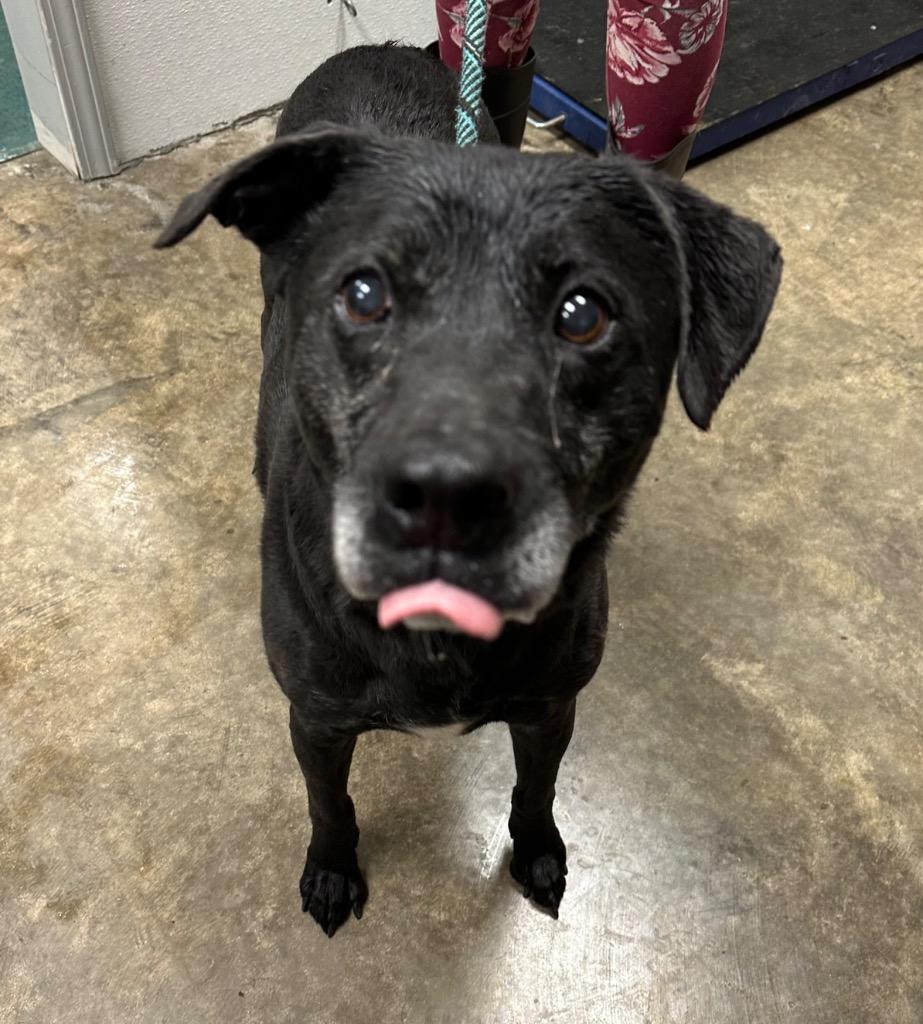 Enlarge Tito, a Adoptable Mixed Breed in Jonesboro, AR image 1/1