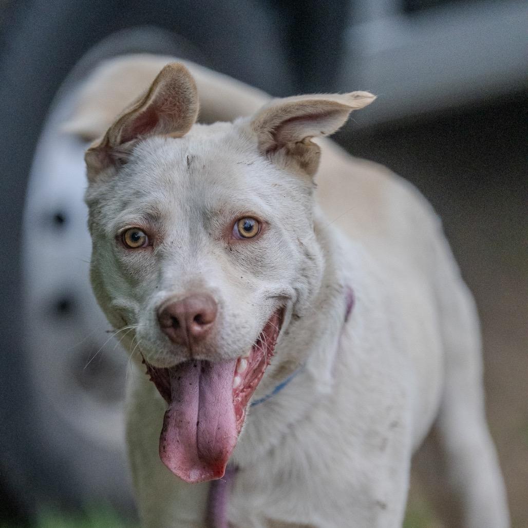 Rocket, a Adoptable mixed breed in Pawling, NY image 1/6