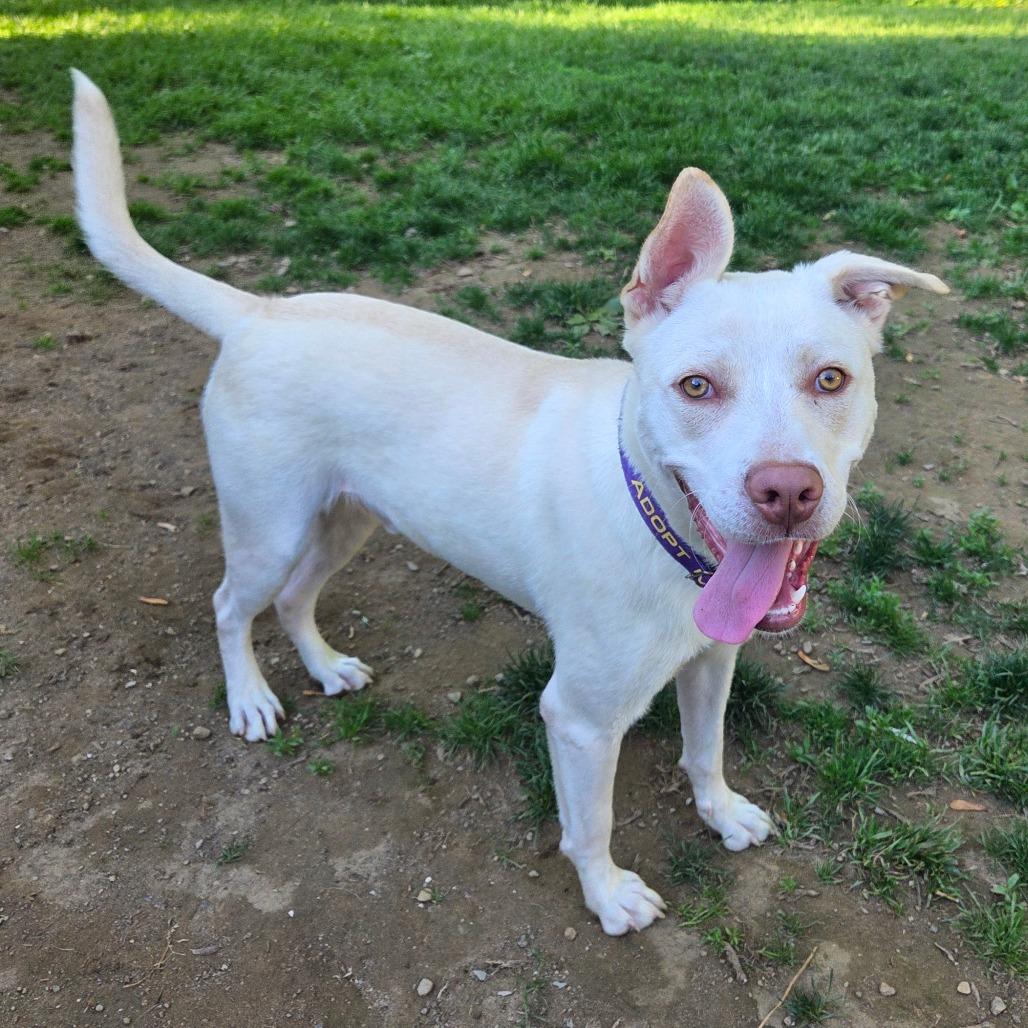 Rocket, a Adoptable mixed breed in Pawling, NY image 2/6