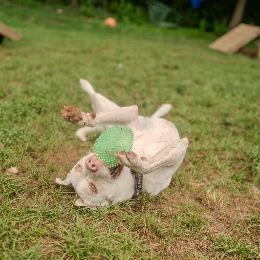Rocket, a Adoptable mixed breed in Pawling, NY image 3/6