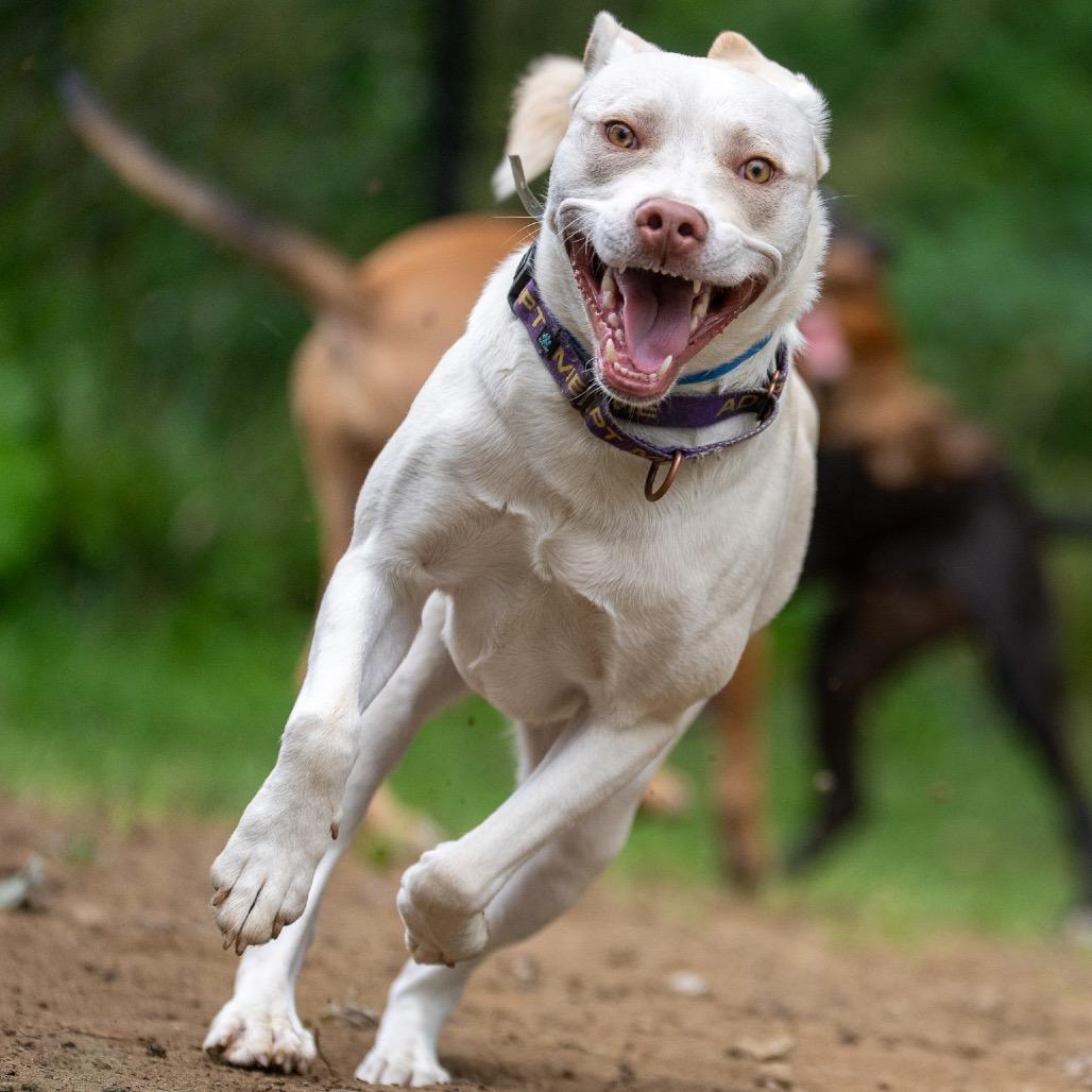 Enlarge Rocket, a Adoptable mixed breed in Pawling, NY image 2/5