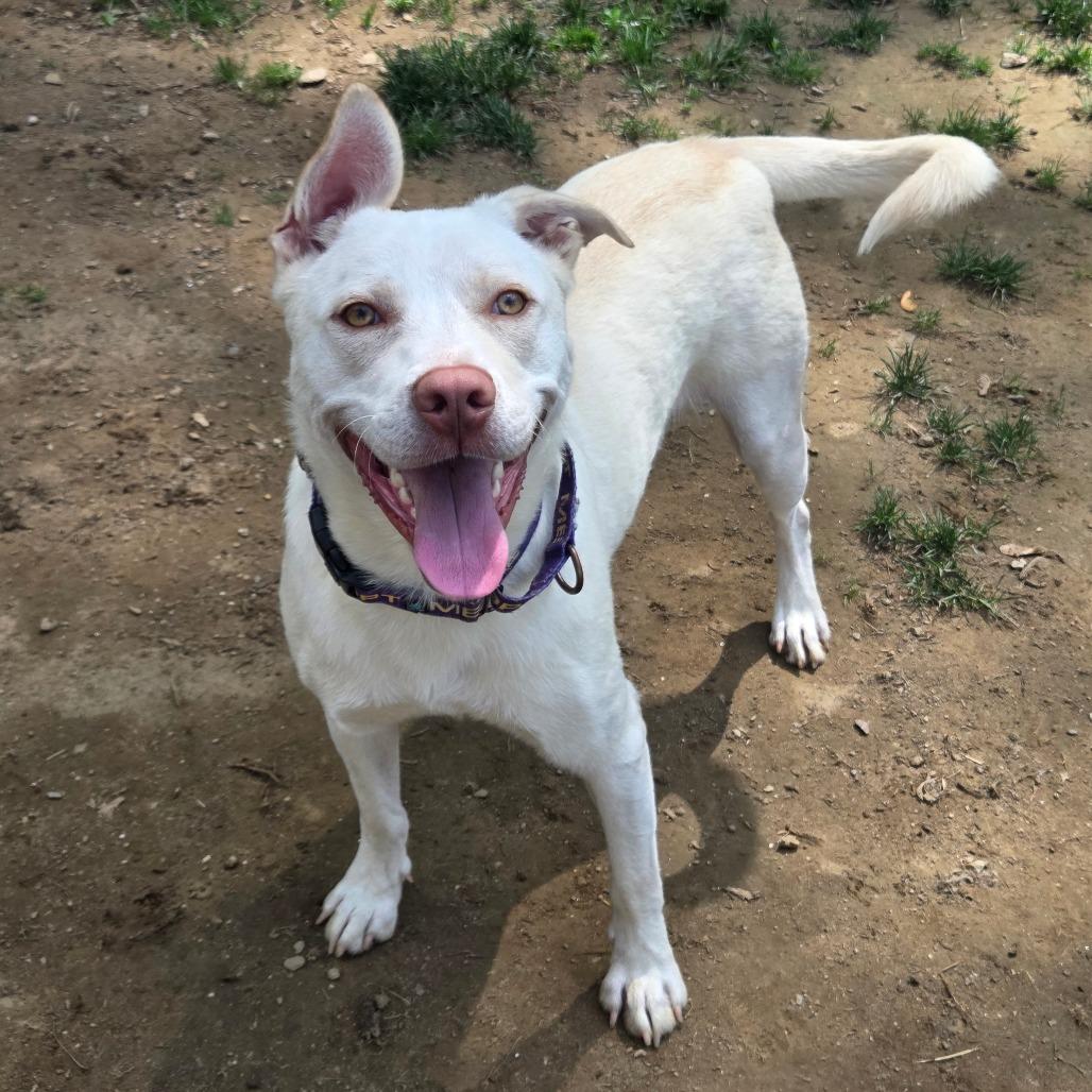 Rocket, a Adoptable mixed breed in Pawling, NY image 3/6