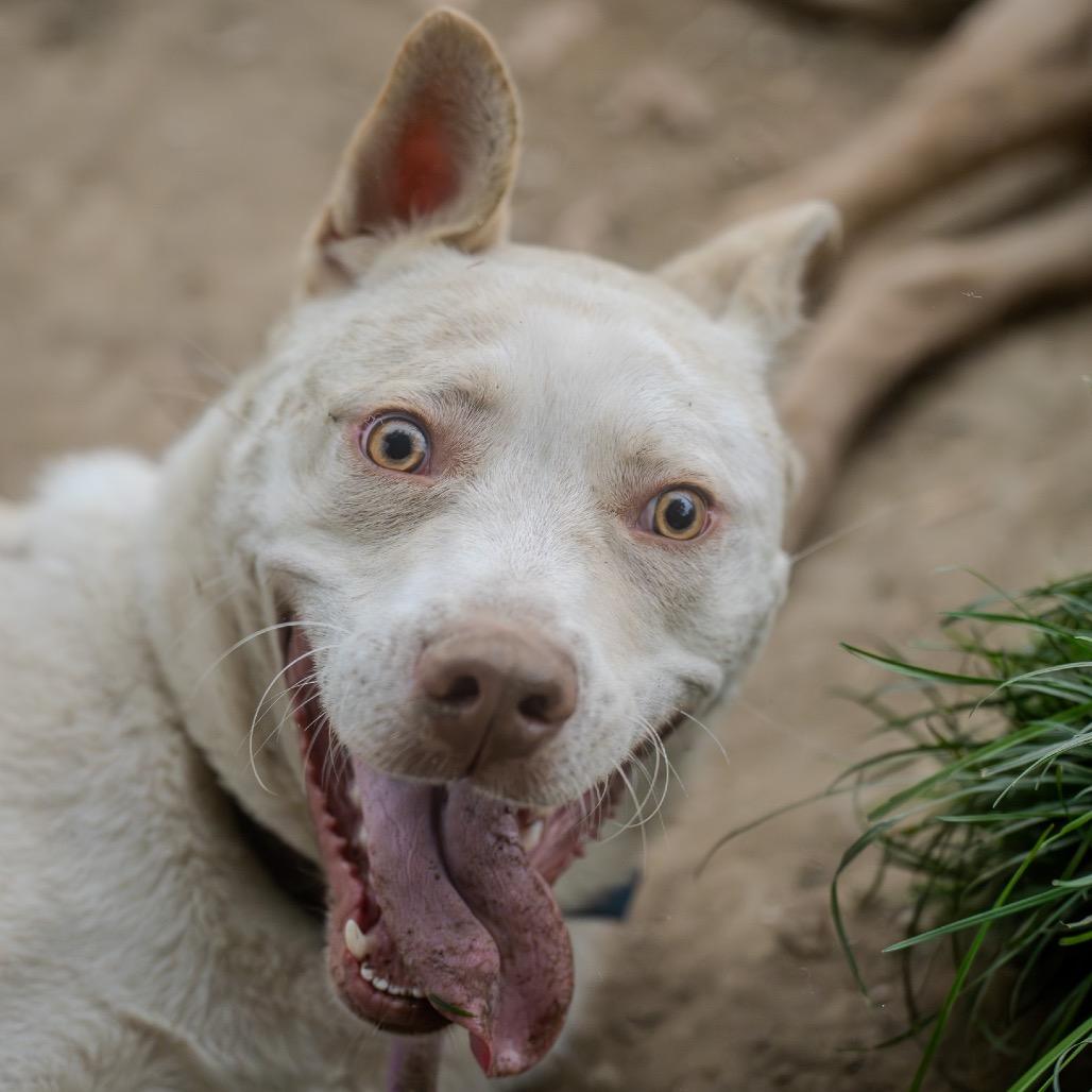 Rocket, a Adoptable mixed breed in Pawling, NY image 4/6