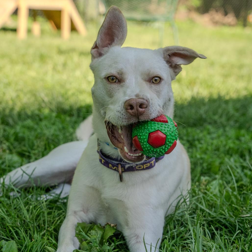 Rocket, a Adoptable mixed breed in Pawling, NY image 5/6