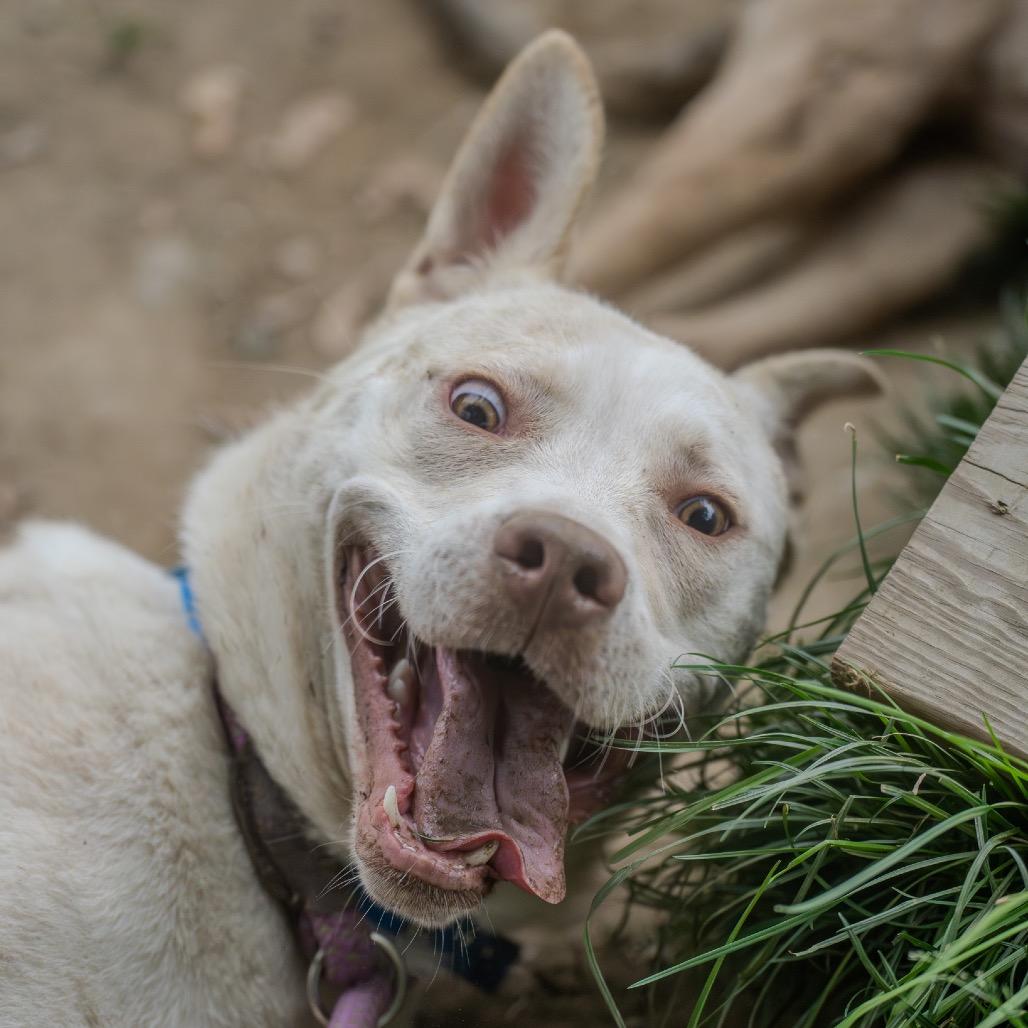 Rocket, a Adoptable mixed breed in Pawling, NY image 6/6