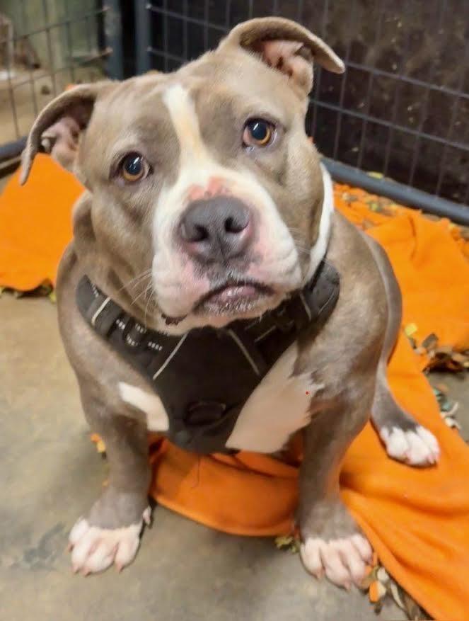 Enlarge Bulma, a Adoptable American Bulldog in Crossville, TN image 1/6