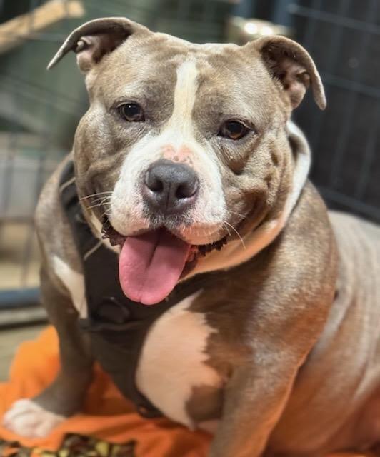 Enlarge Bulma, the goodest girl, a Adoptable American Bulldog in Crossville, TN image 3/6