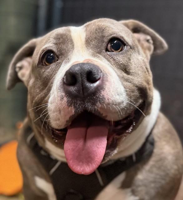 Enlarge Bulma, a Adoptable American Bulldog in Crossville, TN image 4/6