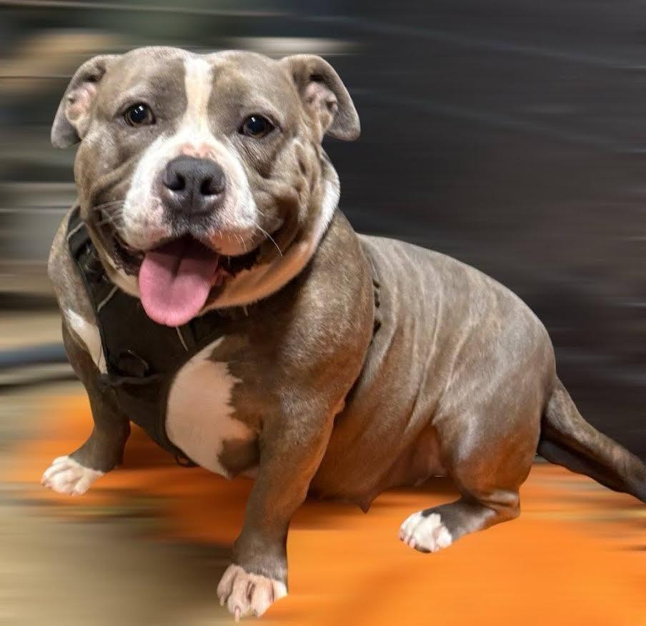 Enlarge Bulma, the goodest girl, a Adoptable American Bulldog in Crossville, TN image 5/6