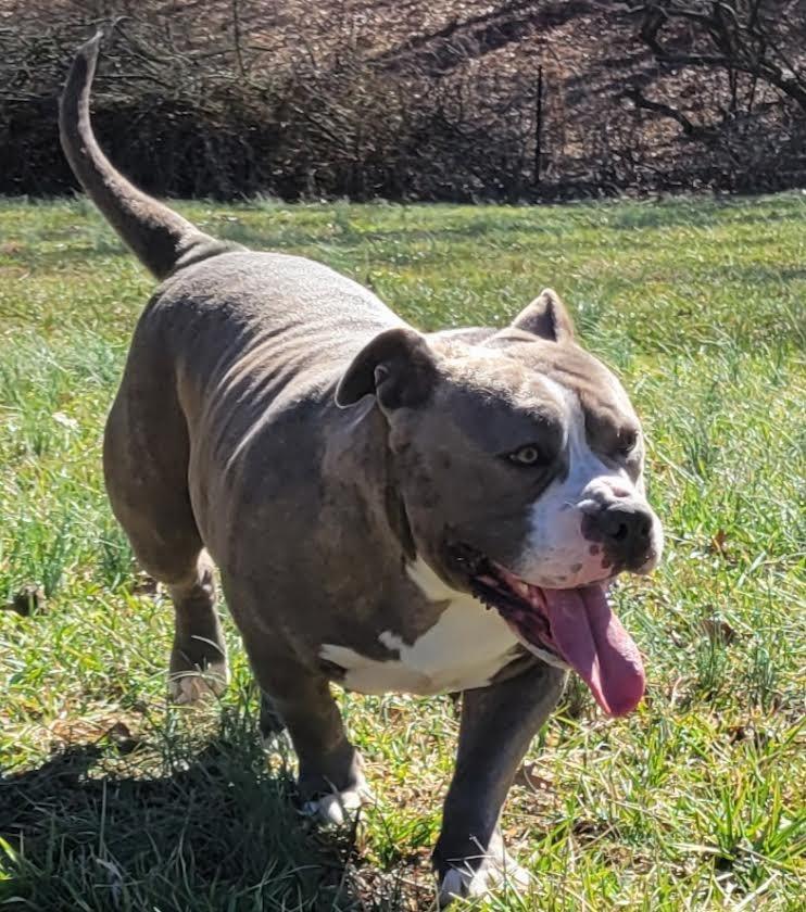 Enlarge Bulma, a Adoptable American Bulldog in Crossville, TN image 6/6