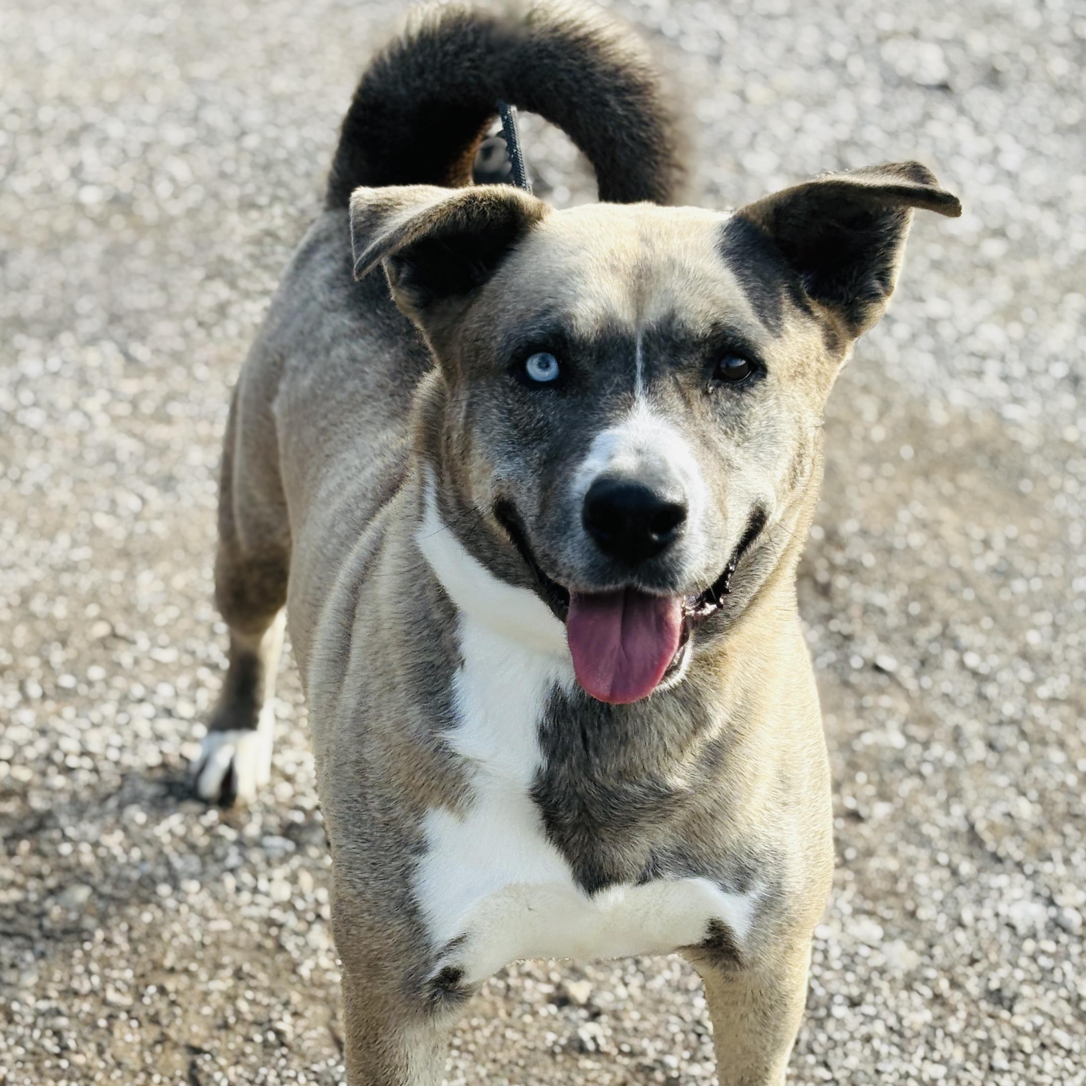 Enlarge *Peyton, a Adoptable mixed breed in Justin, TX image 3/4