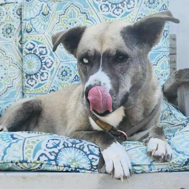 Enlarge *Peyton, a Adoptable mixed breed in Justin, TX image 4/4
