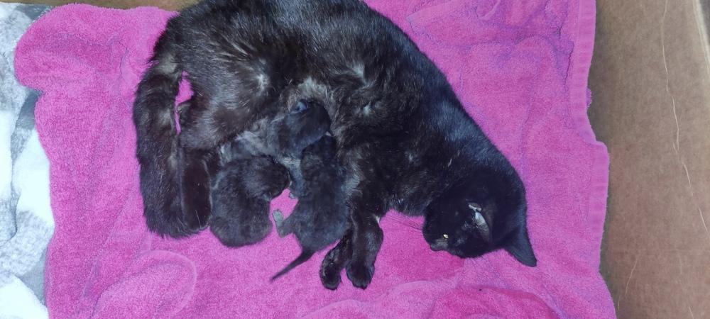 Plum Puddin, Adopted, Adult Female Domestic Short Hair.