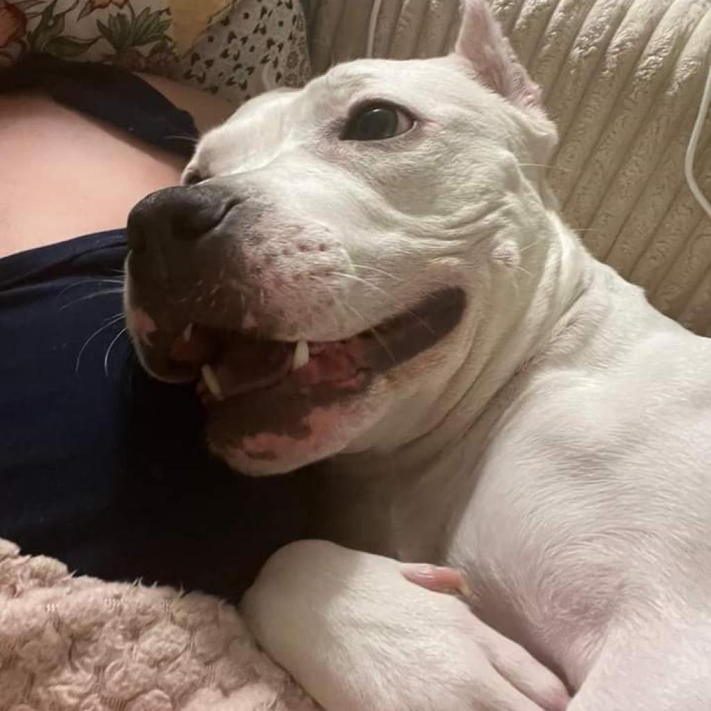 Enlarge Tallulah, a Adoptable Terrier in Flintstone, MD image 1/6