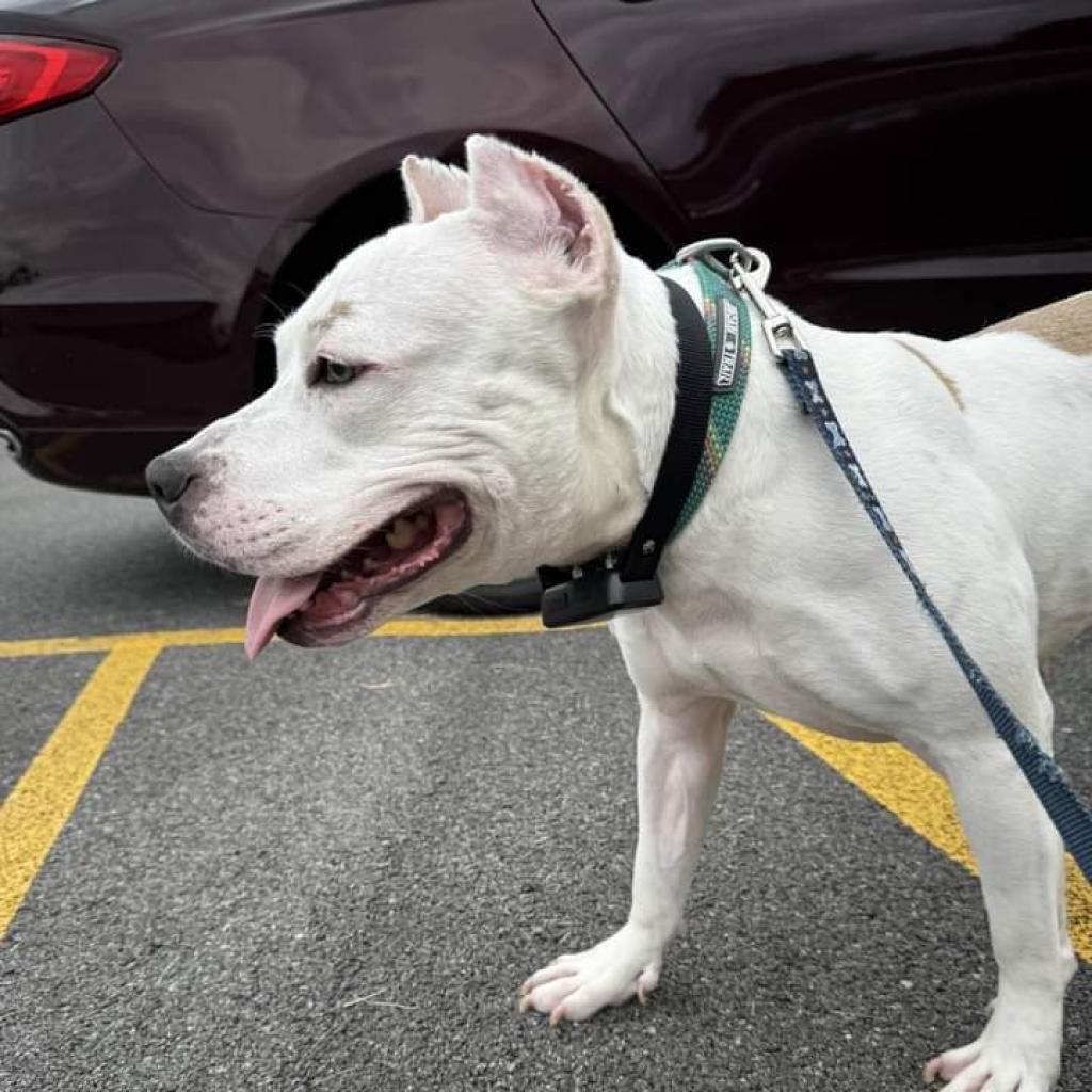 Enlarge Tallulah, a Adoptable Terrier in Flintstone, MD image 3/6