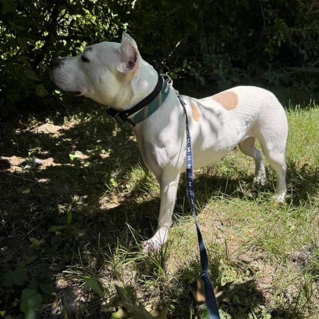 Enlarge Tallulah, a Adoptable Terrier in Flintstone, MD image 4/6