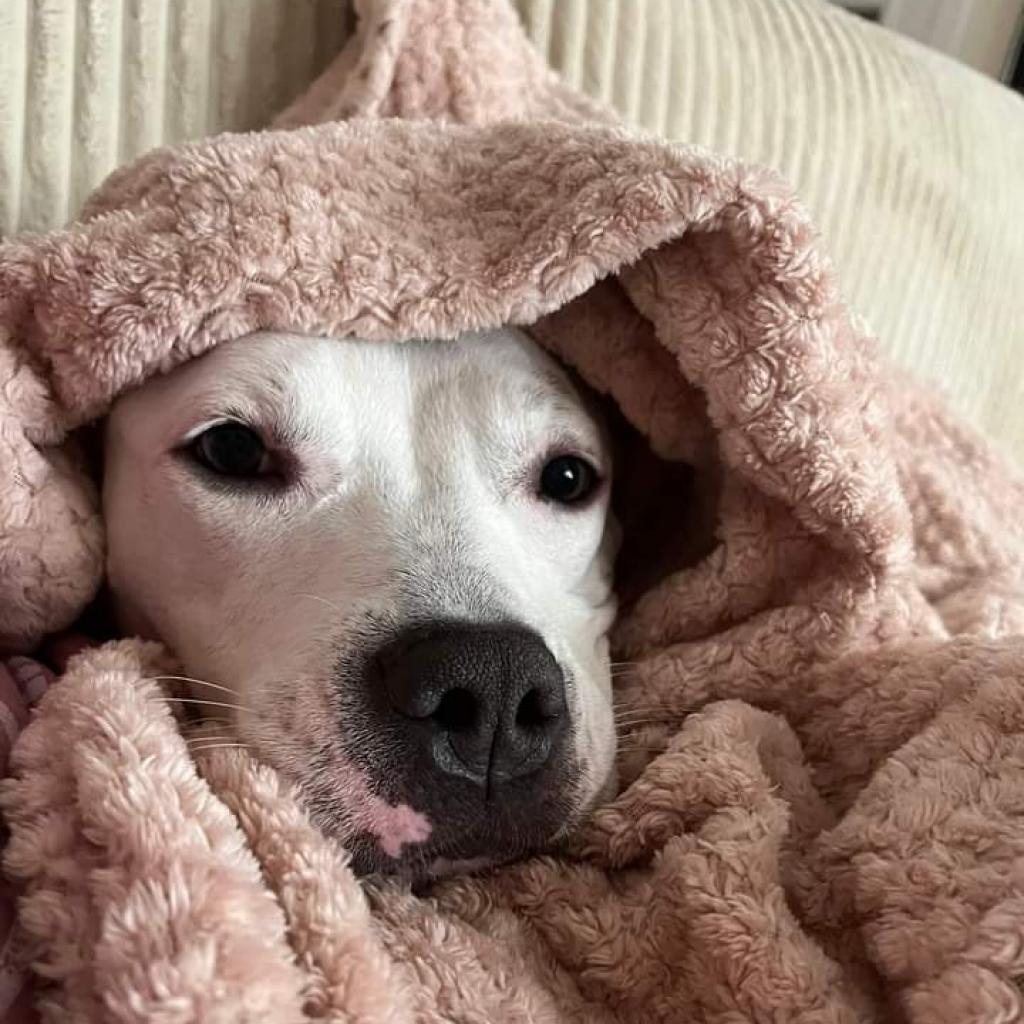 Enlarge Tallulah, a Adoptable Terrier in Flintstone, MD image 5/6