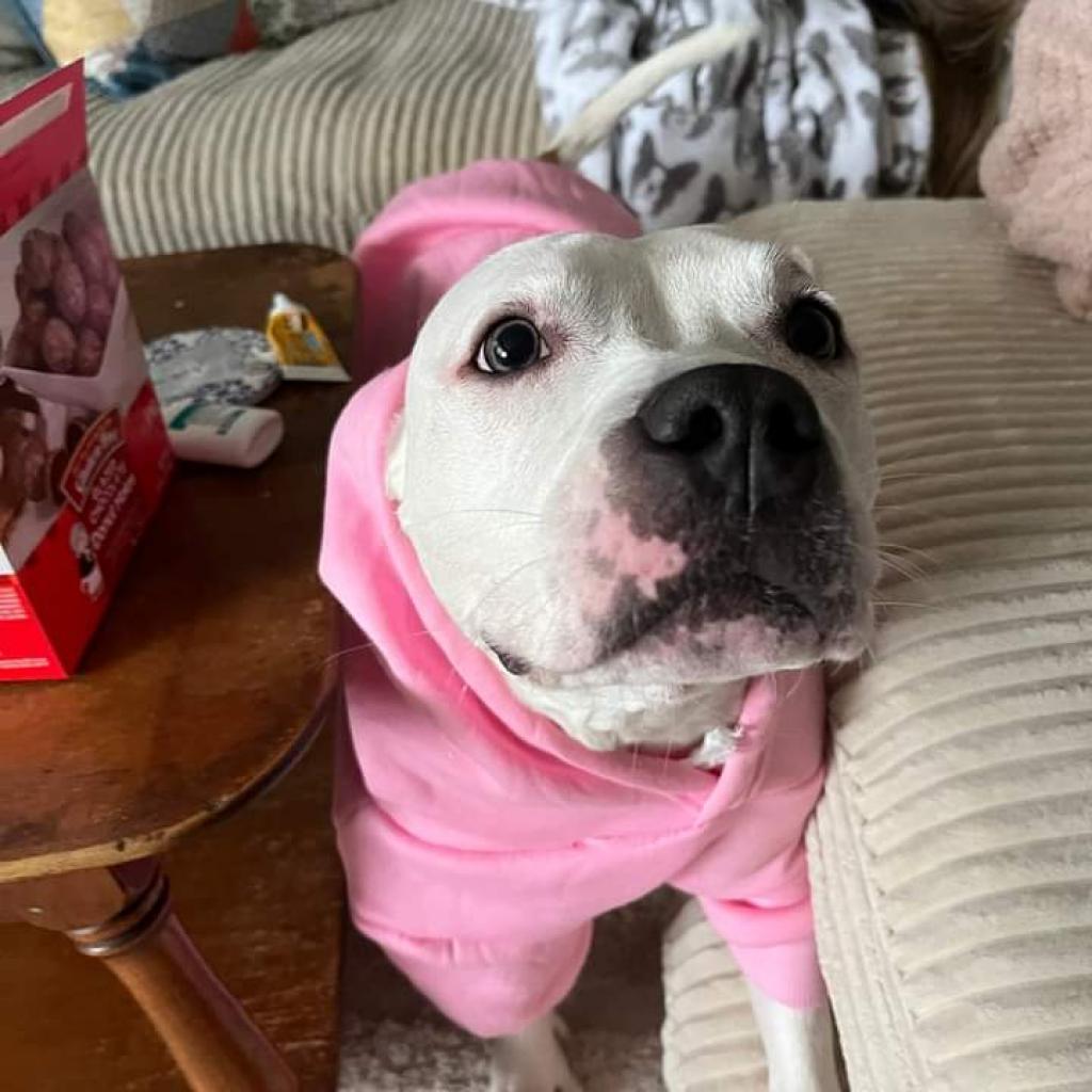 Enlarge Tallulah, a Adoptable Terrier in Flintstone, MD image 6/6