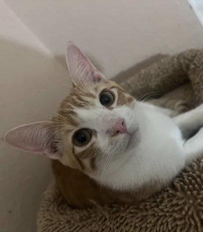 Henry (bonded with Tuti), Adoptable, Kitten Male Domestic Short Hair.