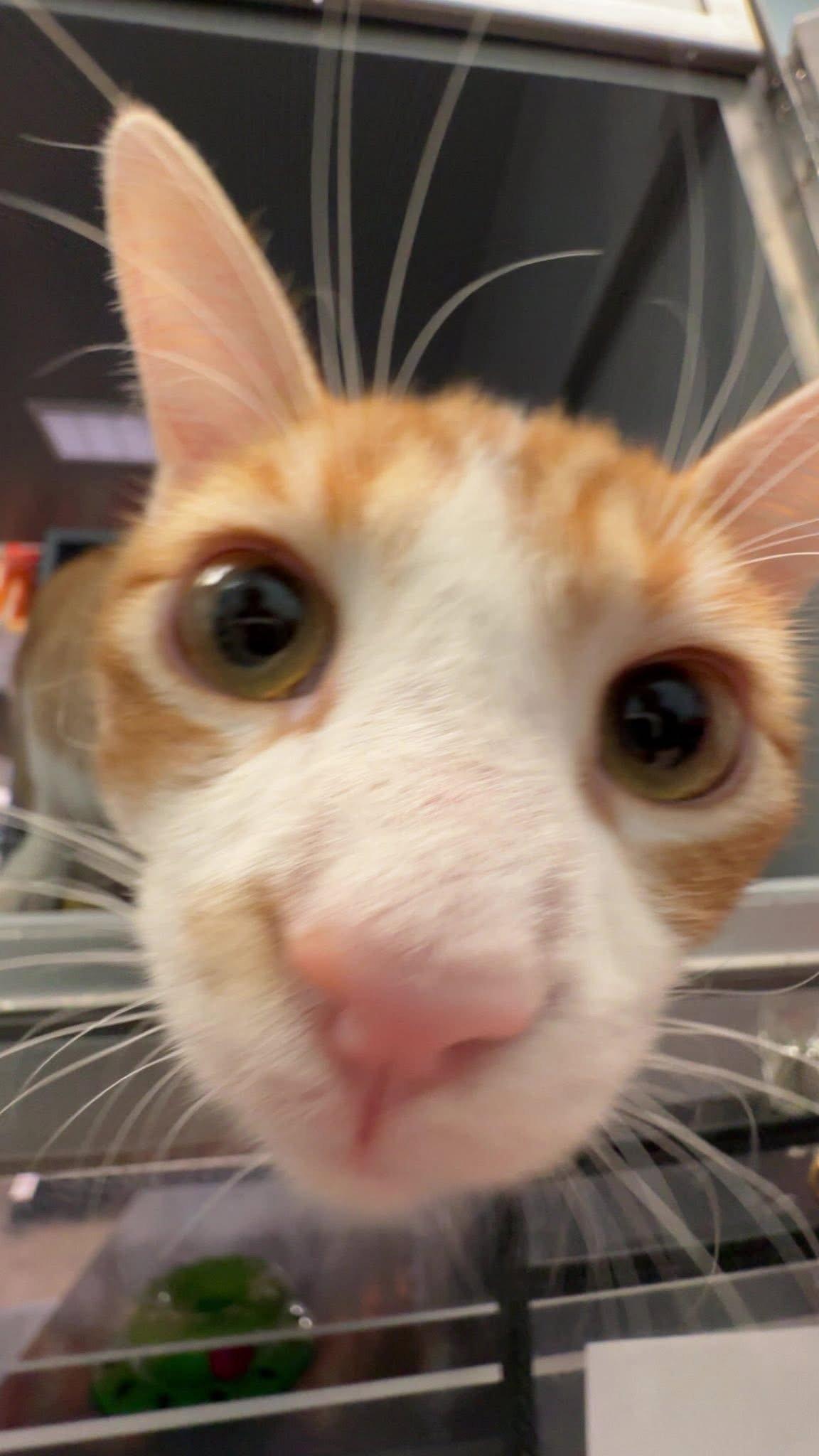 Enlarge Henry (bonded with Tuti), a Adoptable Domestic Short Hair in Glendale, AZ image 3/3