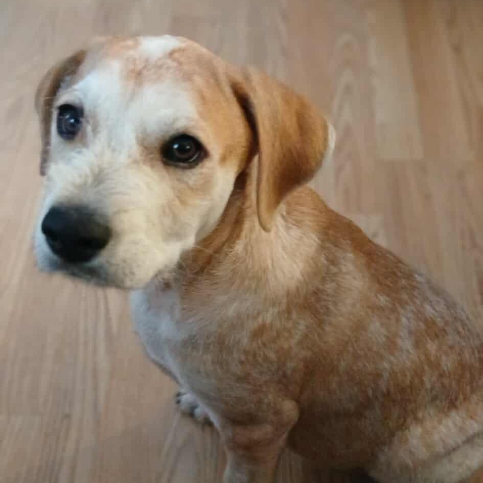 Monte, an adopted Mixed Breed in Kenosha, WI image 2/6