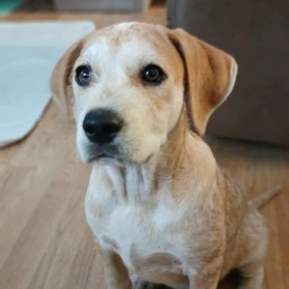 Monte, an adopted Mixed Breed in Kenosha, WI image 3/6