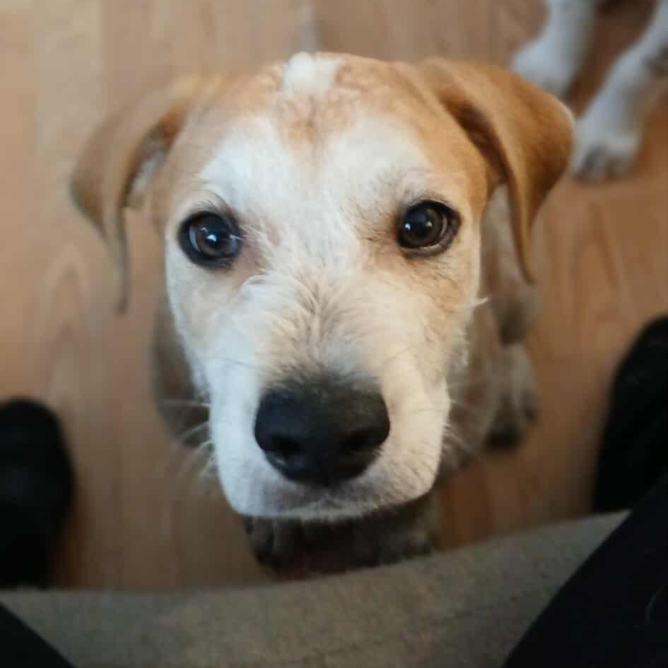 Monte, an adopted Mixed Breed in Kenosha, WI image 4/6