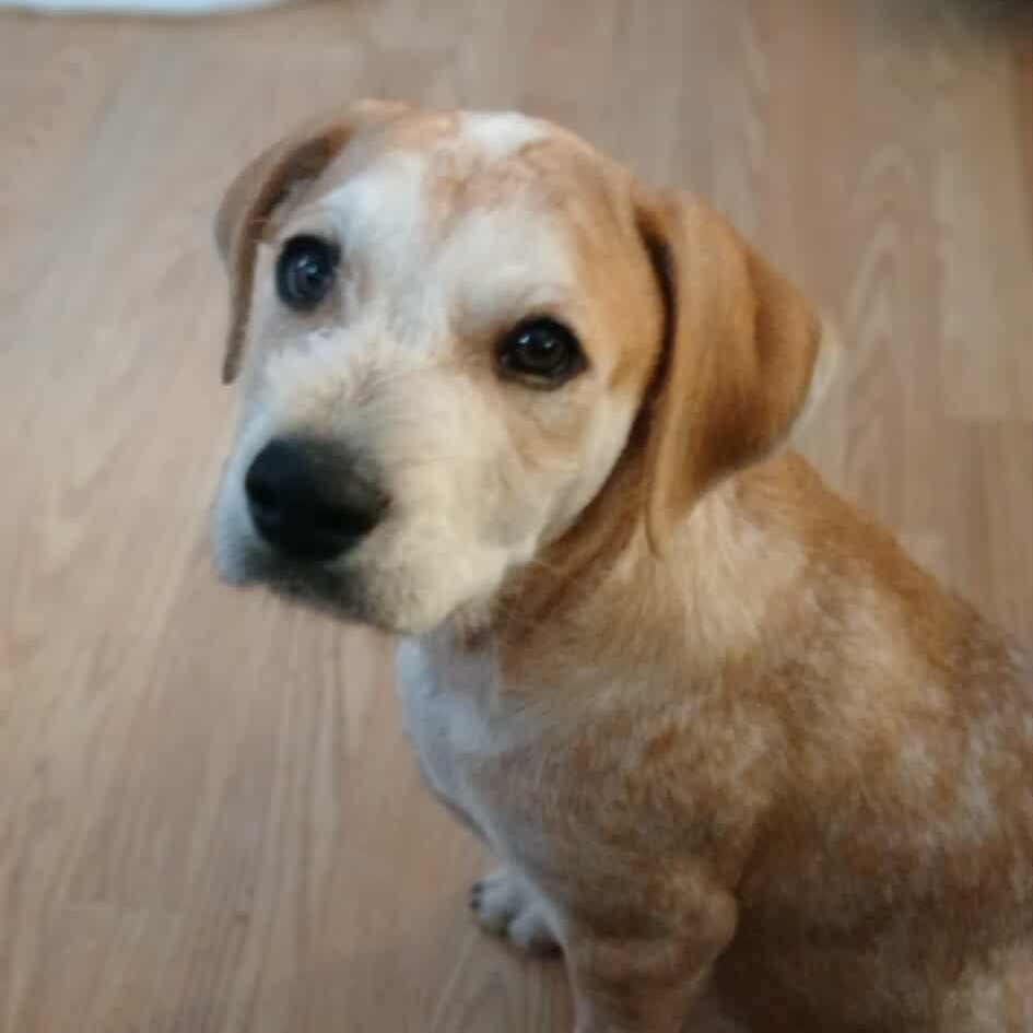 Monte, an adopted Mixed Breed in Kenosha, WI image 5/6