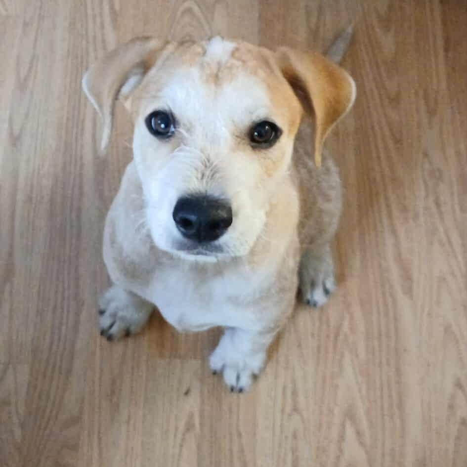 Monte, Adoptable, Puppy Male Mixed Breed.