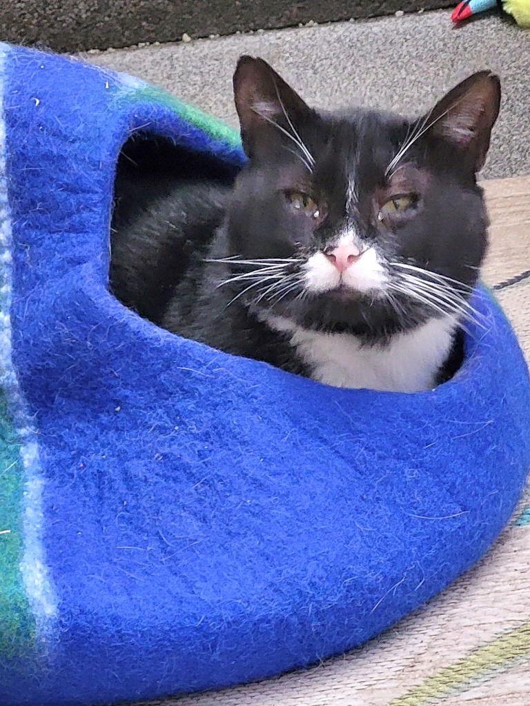 Enlarge Bubs, a Adoptable Domestic Short Hair in Ellijay, GA image 1/3