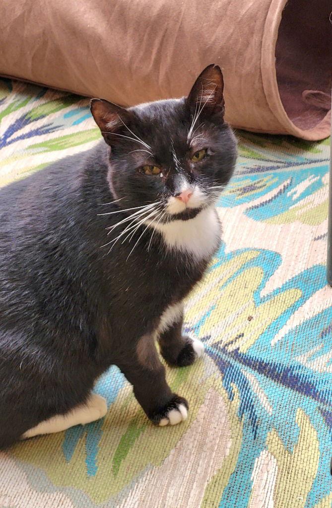 Enlarge Bubs, a Adoptable Domestic Short Hair in Ellijay, GA image 2/3