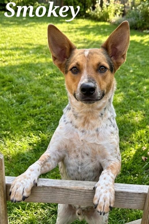 Smokey, Adoptable, Adult Male Australian Cattle Dog / Blue Heeler.