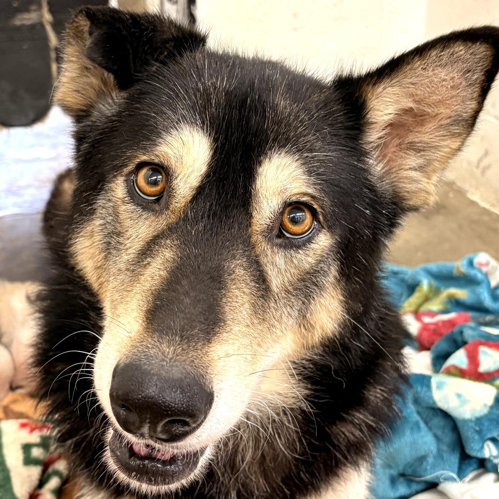 Giselle, Adoptable, Adult Female Shepherd & Husky.