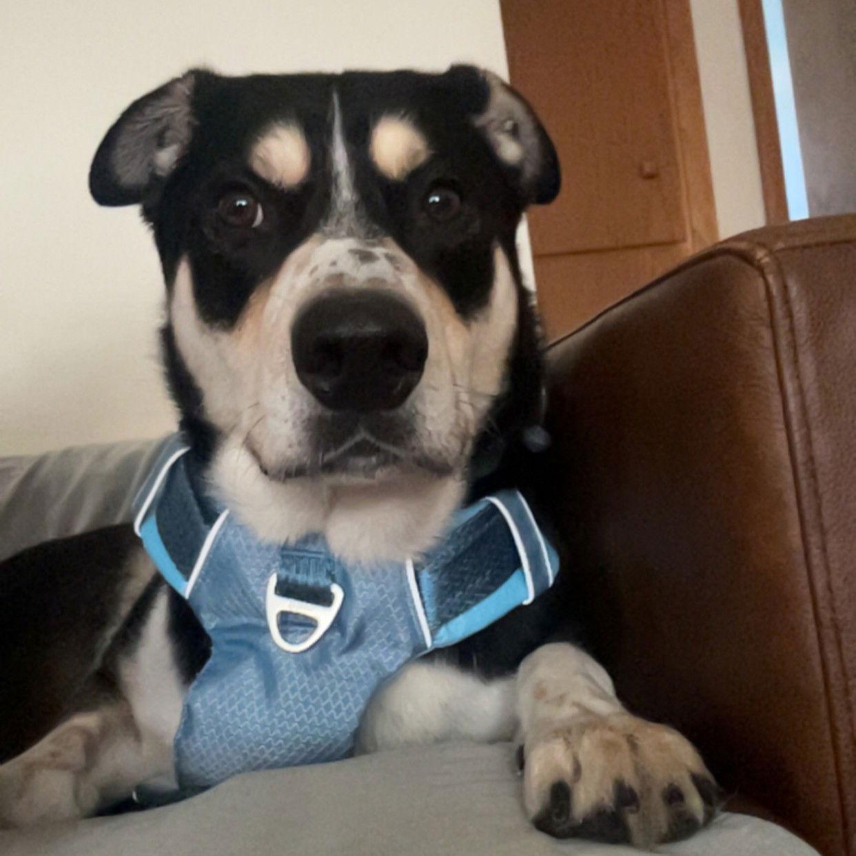 Jerry, Adoptable, Adult Male Shepherd.