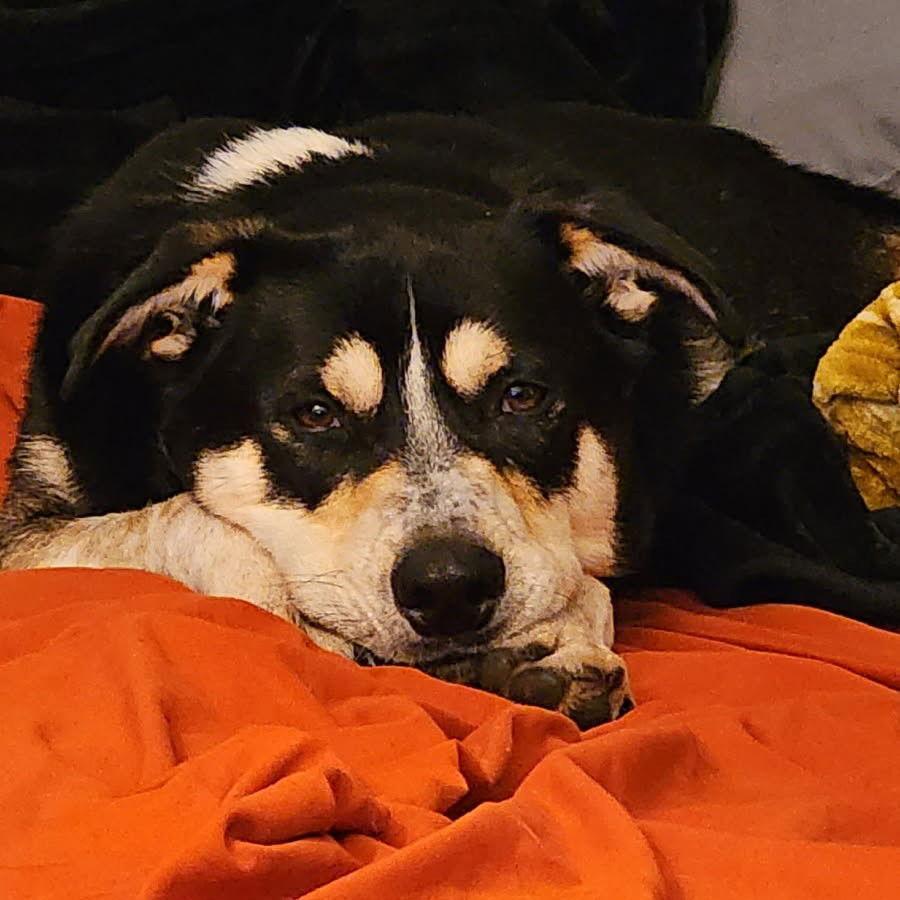 Enlarge Jerry, a Adoptable Shepherd in Fargo, ND image 1/3