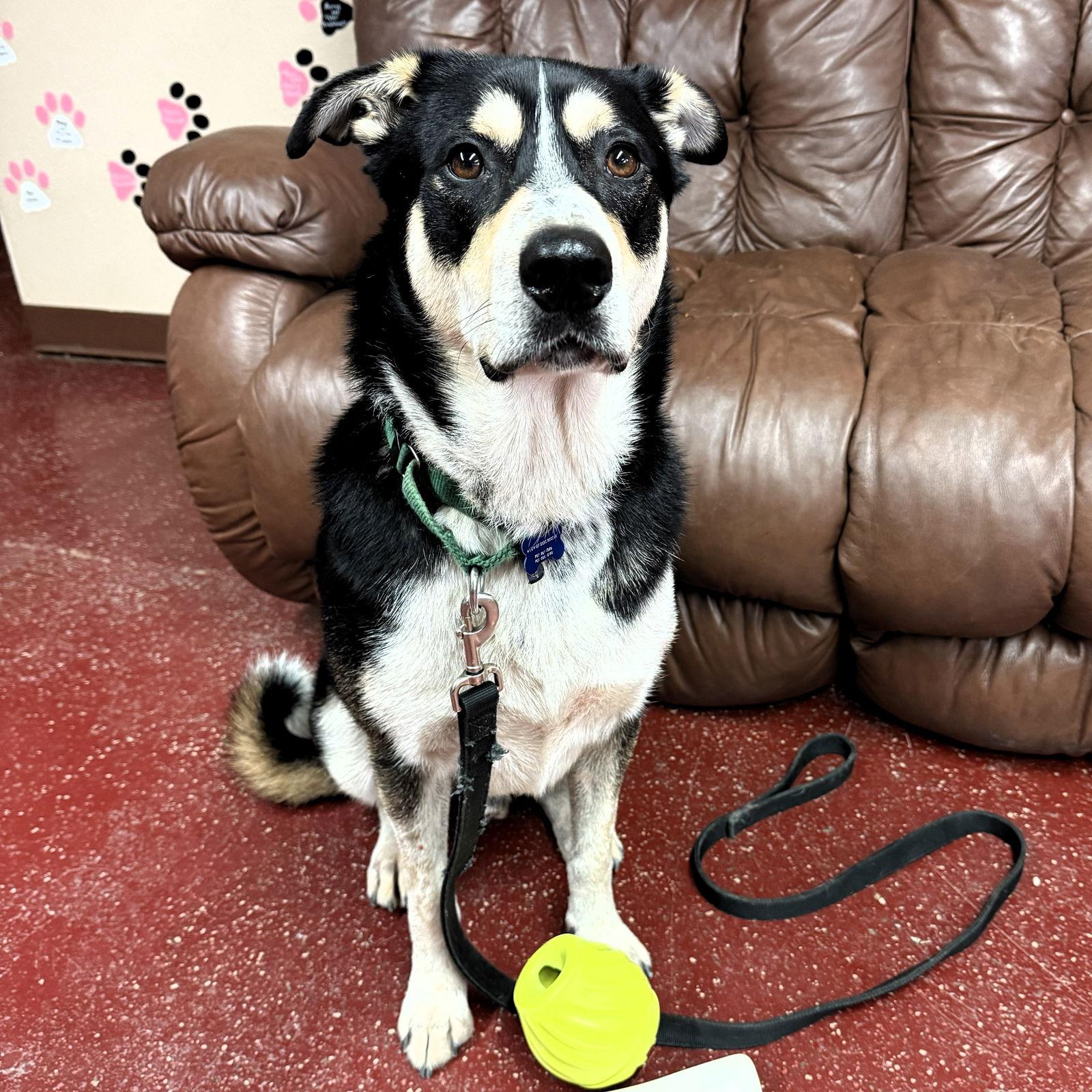 Enlarge Jerry, a Adoptable Shepherd in Fargo, ND image 2/3