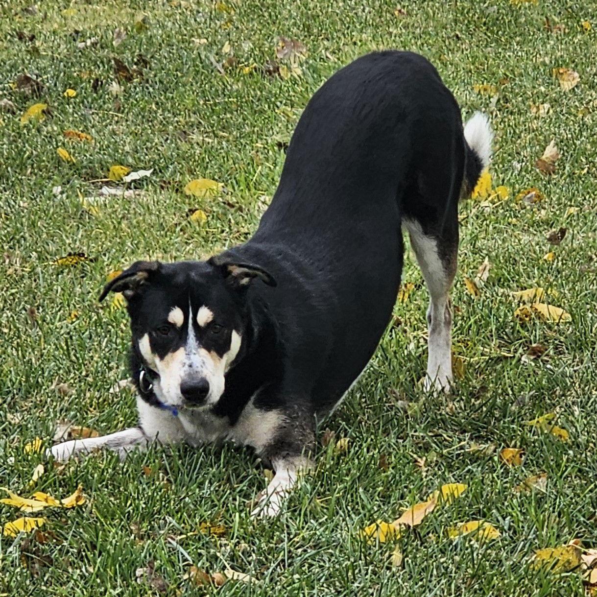 Enlarge Jerry, a Adoptable Shepherd in Fargo, ND image 3/3