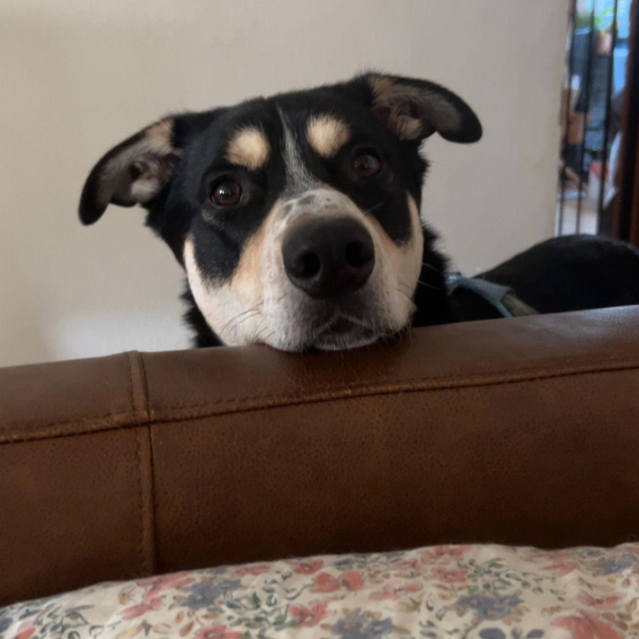 Jerry — thumbnail 2