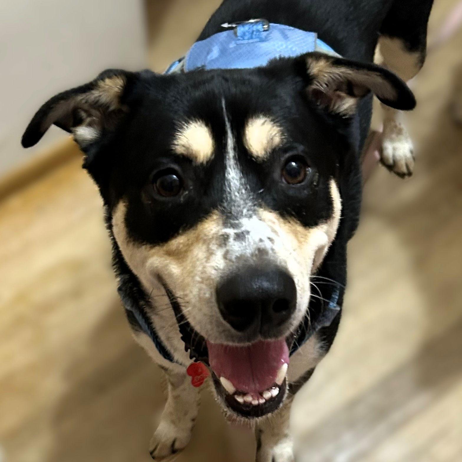 Enlarge Jerry, a Adoptable Shepherd in Fargo, ND image 3/3