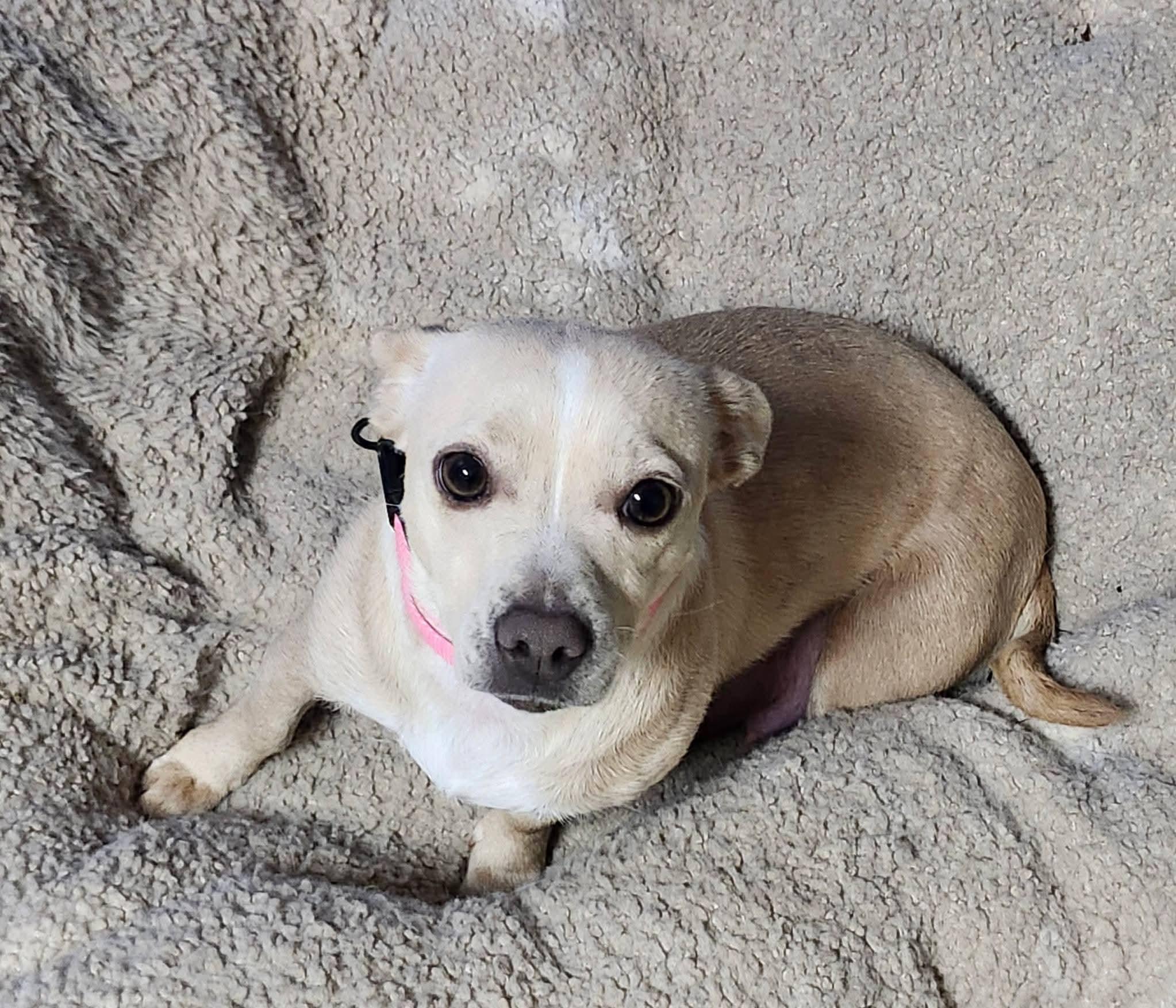 MJ, a ADOPTABLE Chihuahua in Pelzer, SC image 1/2