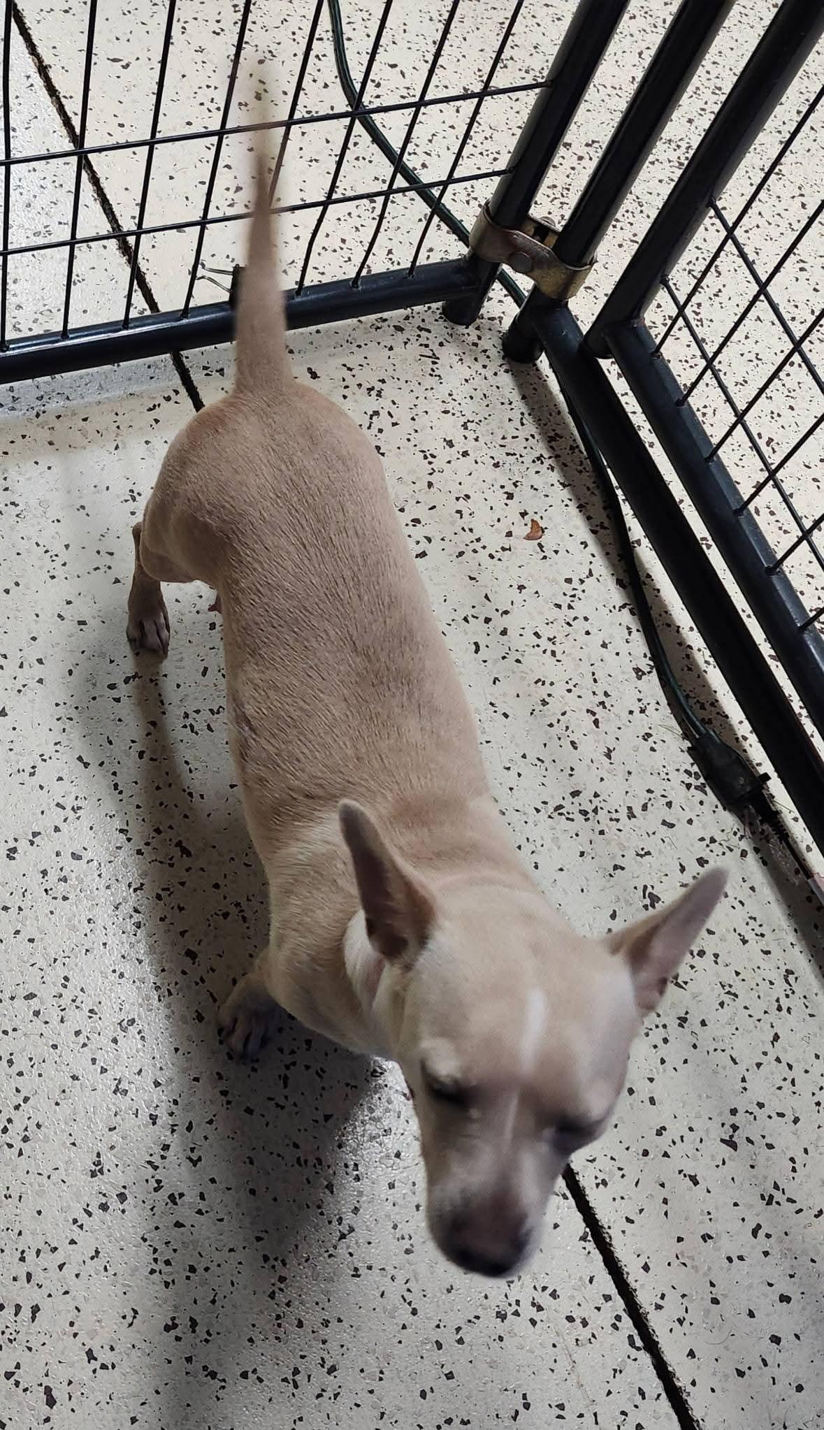 MJ, a ADOPTABLE Chihuahua in Pelzer, SC image 2/2