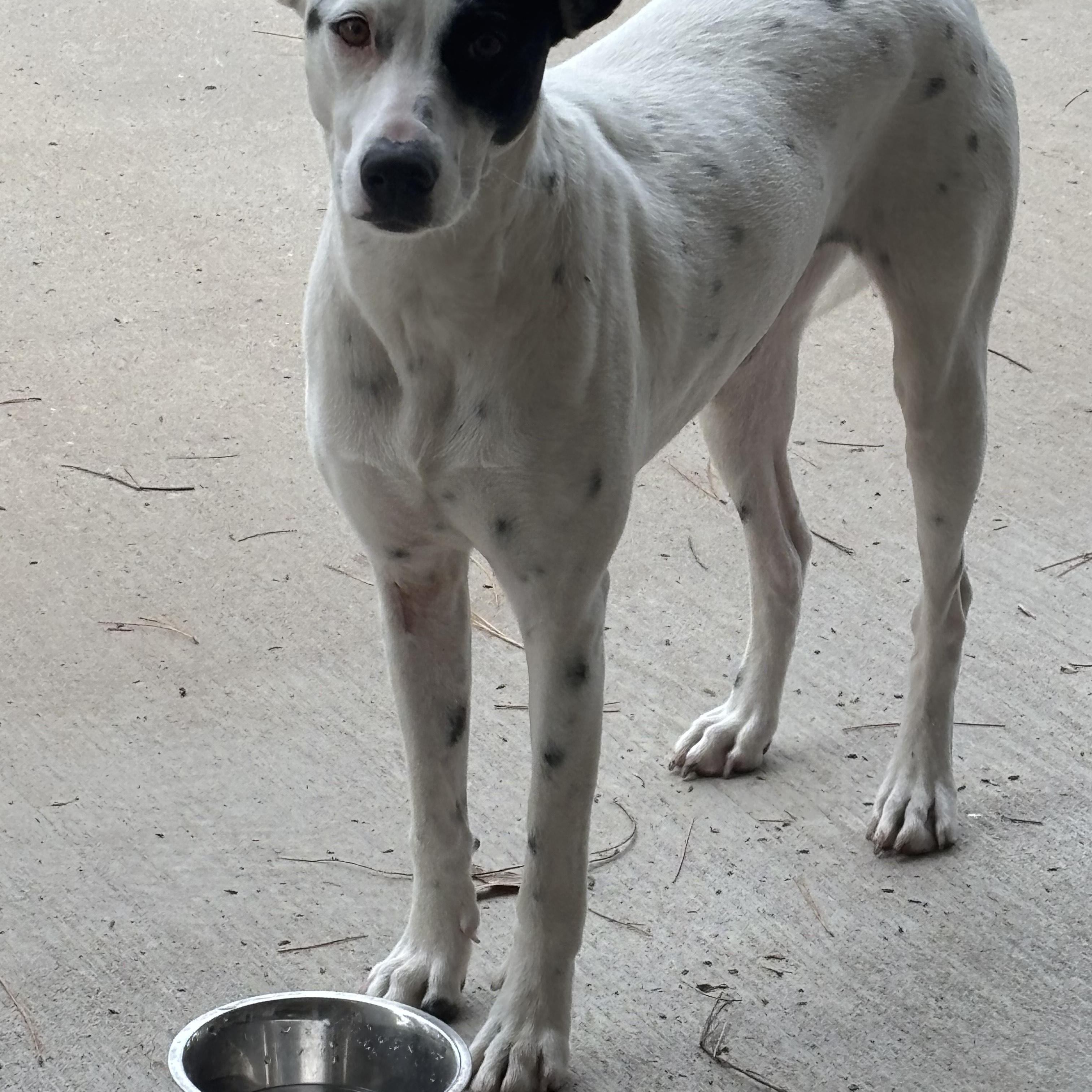 Enlarge Cruella, a ADOPTABLE mixed breed in Mineola, TX image 1/1