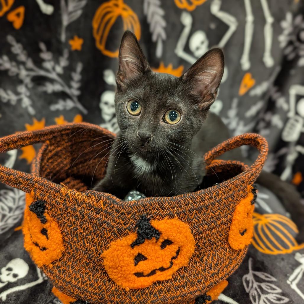 Enlarge Tuchis, a Adoptable Domestic Short Hair in Cape Girardeau, MO image 2/3