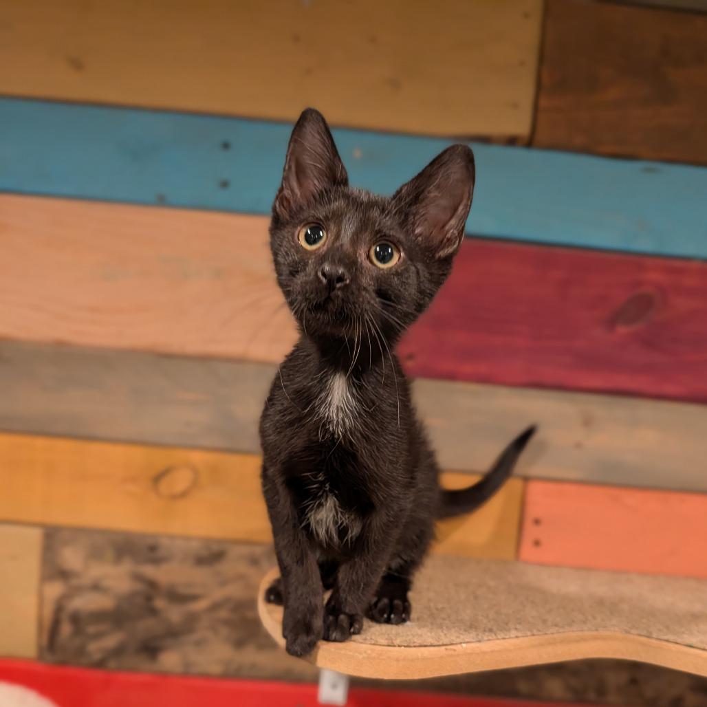 Enlarge Tuchis, a Adoptable Domestic Short Hair in Cape Girardeau, MO image 1/3