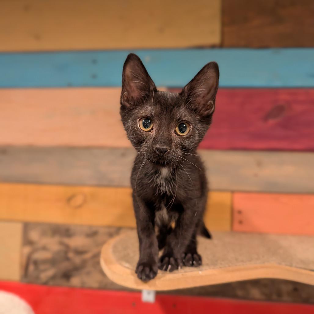 Enlarge Tuchis, a Adoptable Domestic Short Hair in Cape Girardeau, MO image 3/3