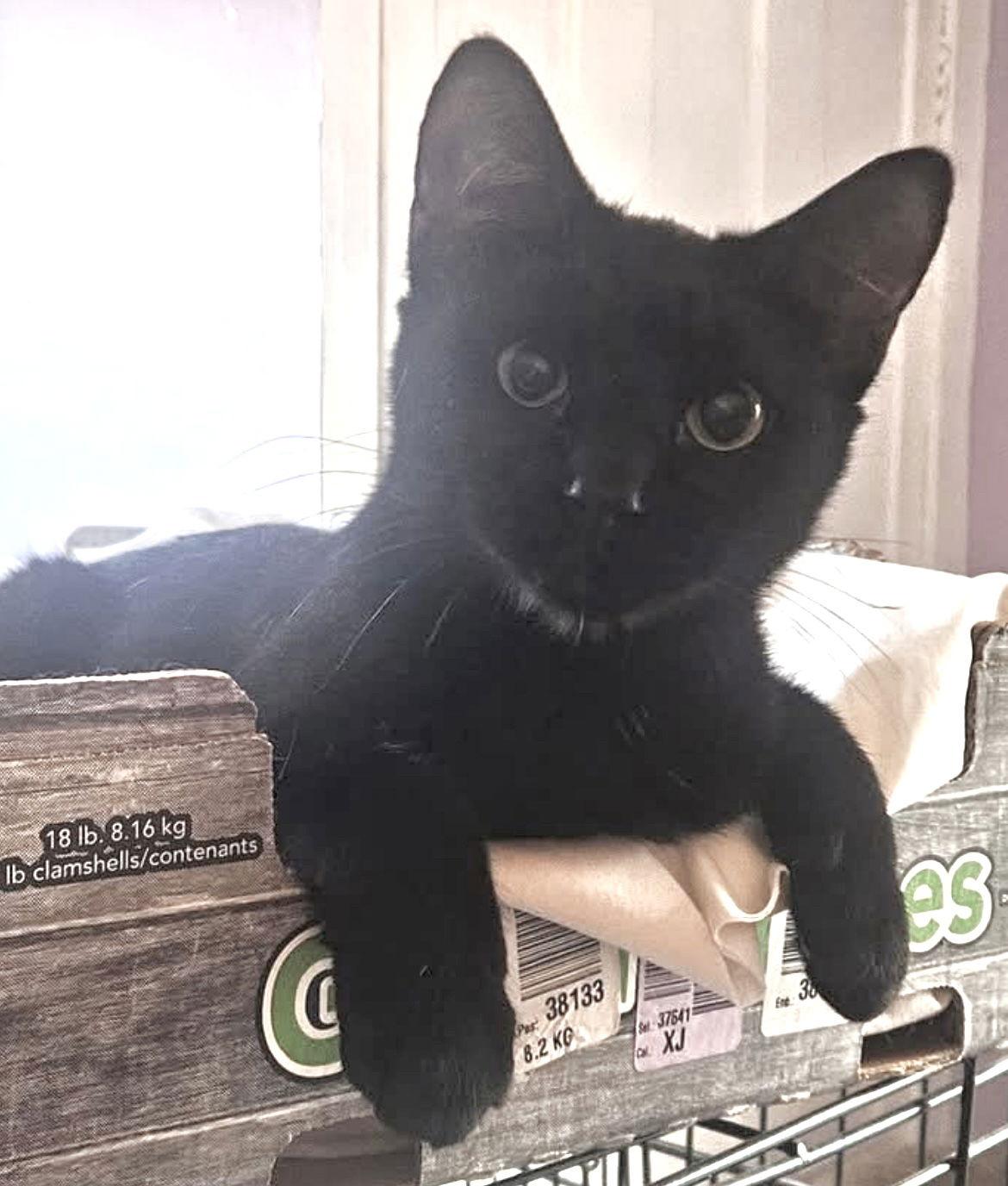 Enlarge Tomasa, a Adoptable Domestic Short Hair in Stewartsville, NJ image 2/3