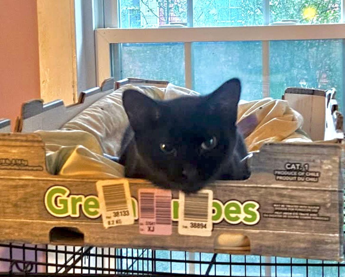 Enlarge Tomasa, a Adoptable Domestic Short Hair in Stewartsville, NJ image 3/3