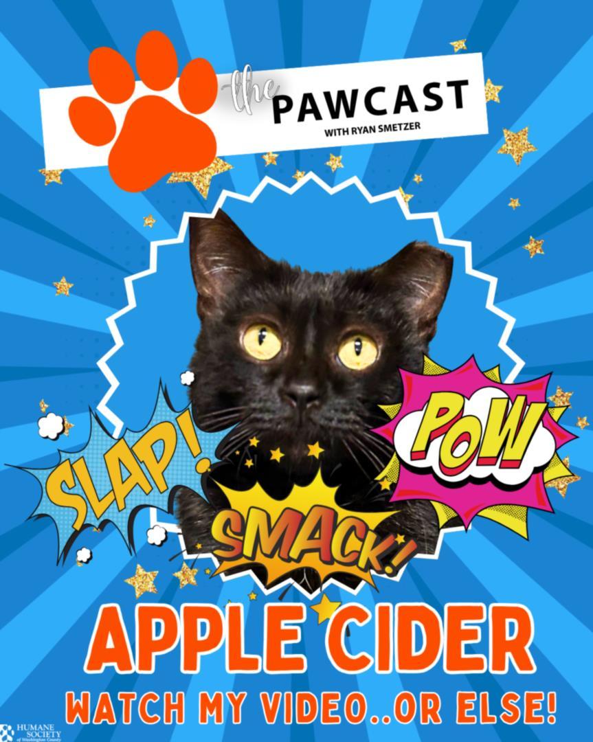 APPLE CIDER, Adoptable, Adult Female Domestic Short Hair.
